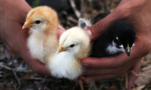 美國最大肉類加工廠暴發禽流感，24萬只家禽感染引發行業關注