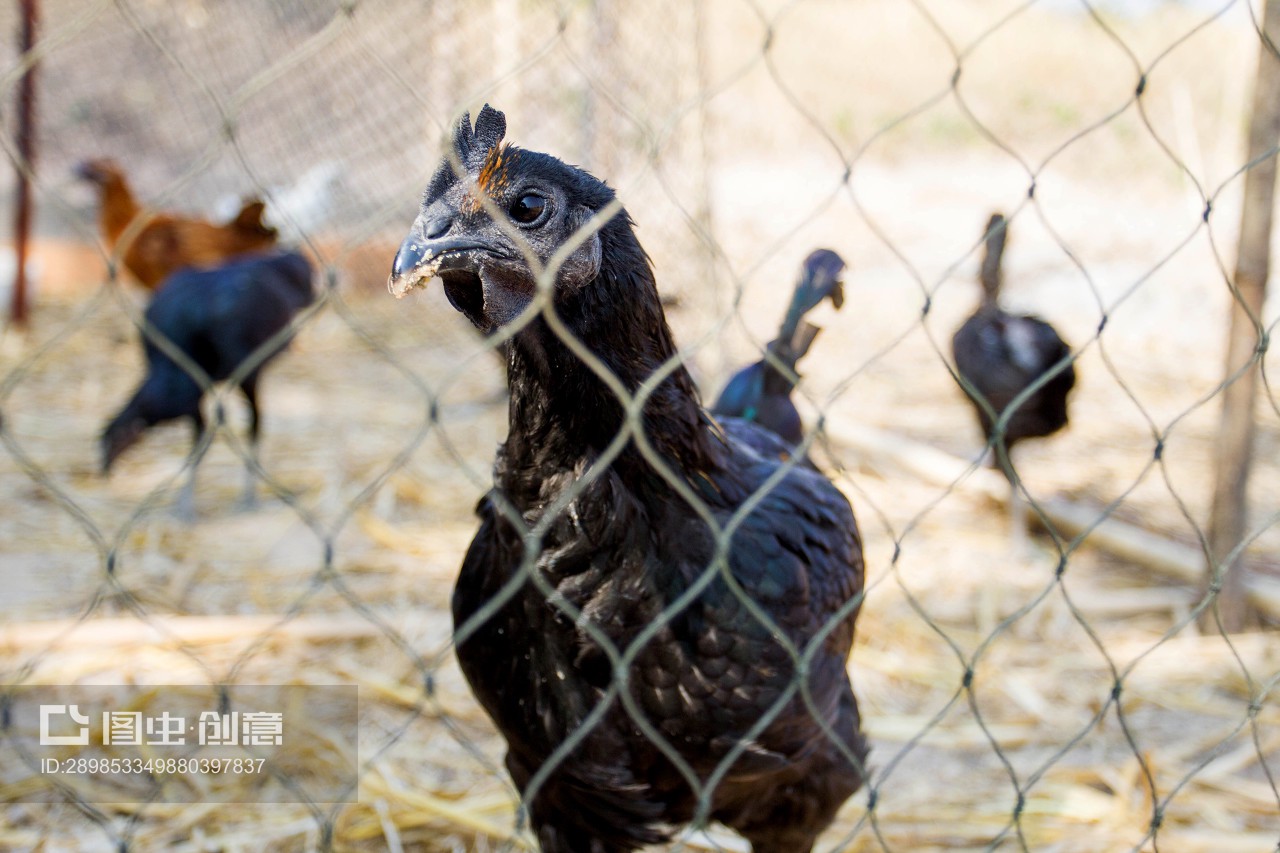 黑雞 珍貴家禽的營(yíng)養(yǎng)與文化價(jià)值