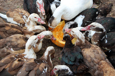 鴨與鵝 家禽養(yǎng)殖中的雙重角色