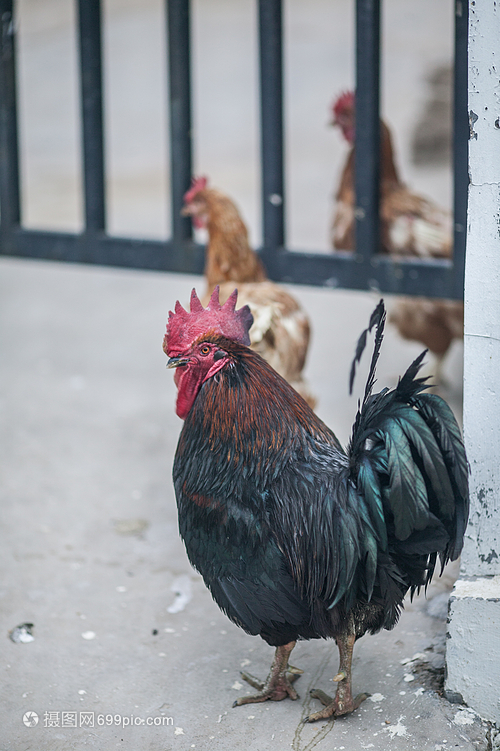 家禽中的常見(jiàn)成員——雞