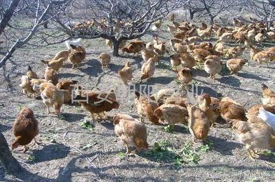 新疆雞苗 - 快大黃 優(yōu)質(zhì)家禽助力家畜養(yǎng)殖發(fā)展