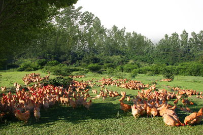 家禽飼料添加劑的選擇 提升生長(zhǎng)效率與降低患病機(jī)率
