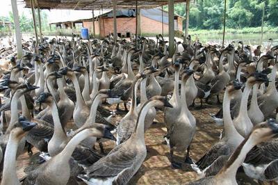 江門特產(chǎn)不止有陳皮，還有豐富的家畜養(yǎng)殖產(chǎn)業(yè)