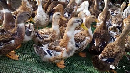 蛋鴨高效養(yǎng)殖管理技術(shù)要點(diǎn)