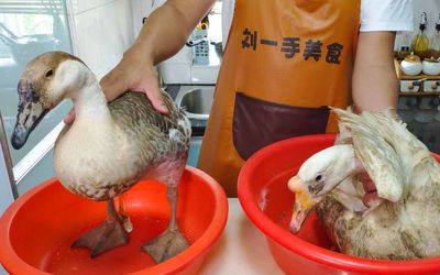 大雁與農(nóng)家散養(yǎng)鵝的差異 老劉烹飪中的困惑