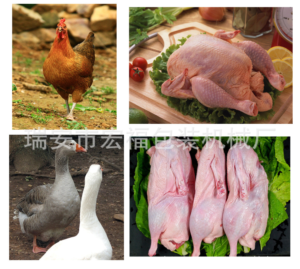 沿河生態(tài)雞屠宰生產(chǎn)線正式投入使用，助力家禽產(chǎn)業(yè)升級(jí)