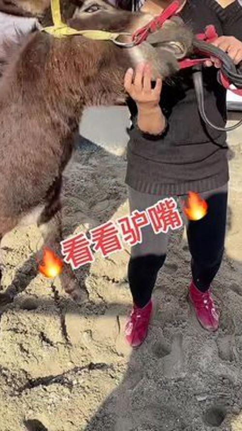 動(dòng)物隨手拍 農(nóng)村家畜養(yǎng)殖的別樣風(fēng)情