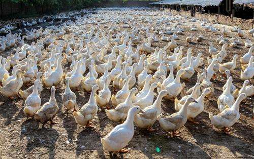 發(fā)酵床養(yǎng)殖技術(shù)在家畜與家禽中的應(yīng)用