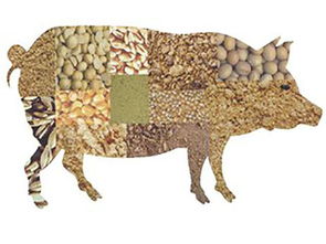 家畜養(yǎng)殖升溫，飼料檢測(cè)勢(shì)在必行