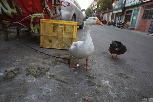 小區公共車位變養殖場，奇葩占位神器引爭議
