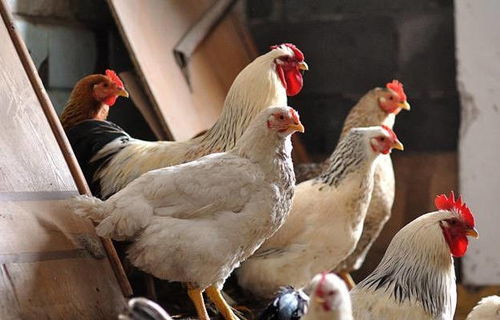 高溫來襲！最全面的雞場防暑降溫寶典，讓家禽安然度夏