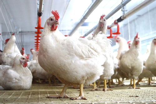 2021第二季度 中國(guó)家禽養(yǎng)殖的崎嶇復(fù)蘇之路