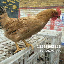 家畜養(yǎng)殖 傳統(tǒng)與現(xiàn)代的融合之道