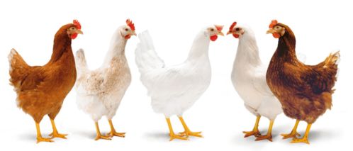 家禽啄羽行為探析 成因、影響與綜合防控策略