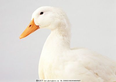 家禽 從古老馴化到現(xiàn)代產(chǎn)業(yè)