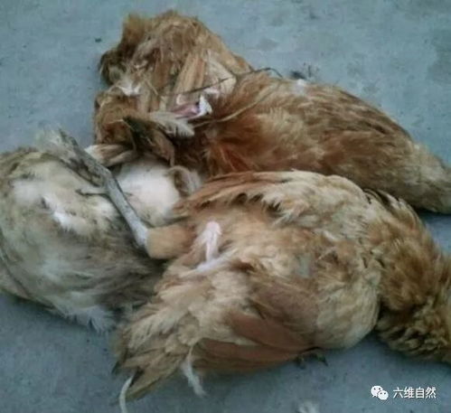 二哈偷咬家禽 縱容還是懲罰？家畜養(yǎng)殖中的管教之道