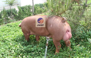 專(zhuān)業(yè)育種，卓越品質(zhì) 濟(jì)寧原種豬場(chǎng)優(yōu)質(zhì)杜洛克公豬供應(yīng)與招商