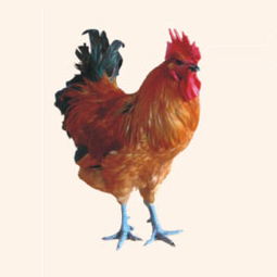 鎮(zhèn)江浩順欣喜養(yǎng)殖合作社 專(zhuān)業(yè)家禽家畜養(yǎng)殖的領(lǐng)航者