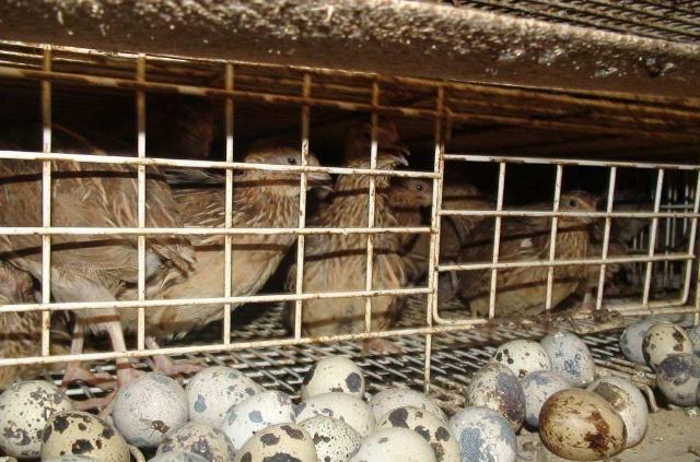 鵪鶉養(yǎng)殖“四要素” 想要成功養(yǎng)出好鵪鶉，這篇文章值得一看！